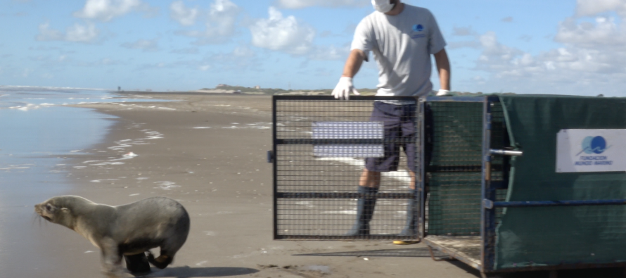 Regresó al mar un lobo marino que fue rescatado con una profunda herida cortante alrededor de su cuello