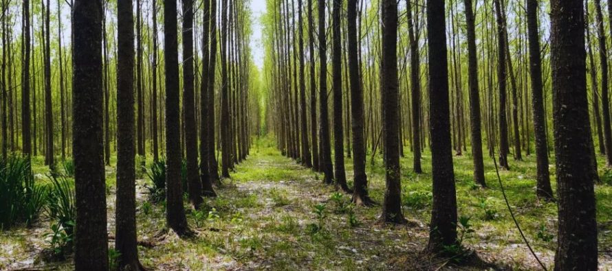 Mejoramiento genético de sauces: un hito en la producción forestal del Delta del Paraná