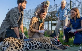 El rewilding en Argentina: una respuesta proactiva para terminar con la degradación ambiental