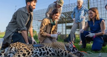 El rewilding en Argentina: una respuesta proactiva para terminar con la degradación ambiental
