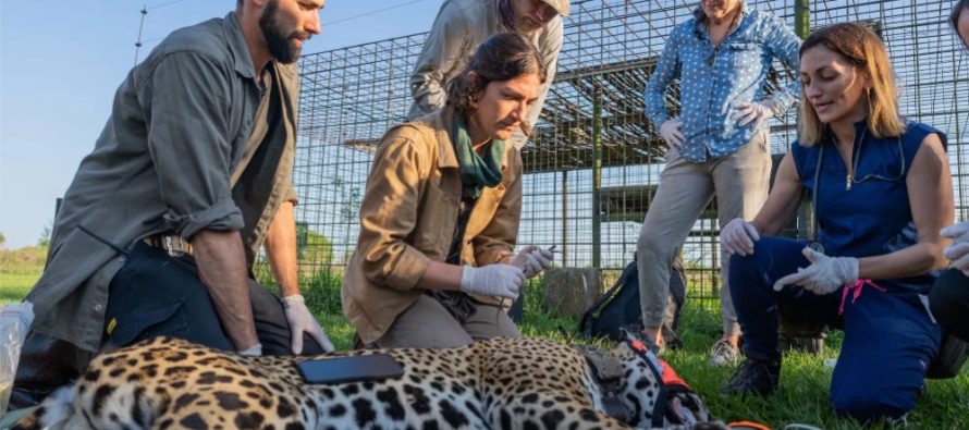 El rewilding en Argentina: una respuesta proactiva para terminar con la degradación ambiental