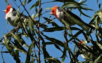 Jornada de liberación de aves provenientes del mascotismo