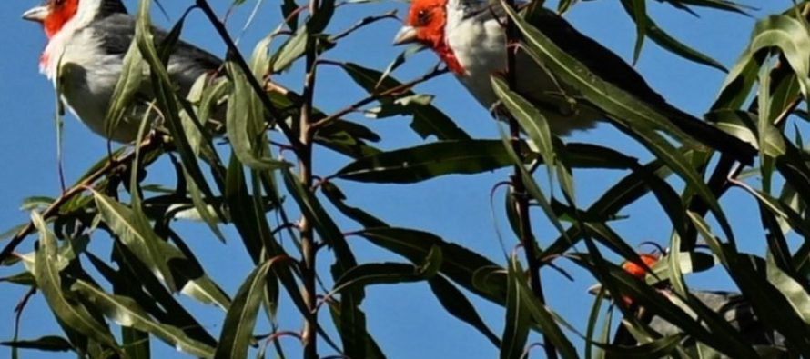 Jornada de liberación de aves provenientes del mascotismo