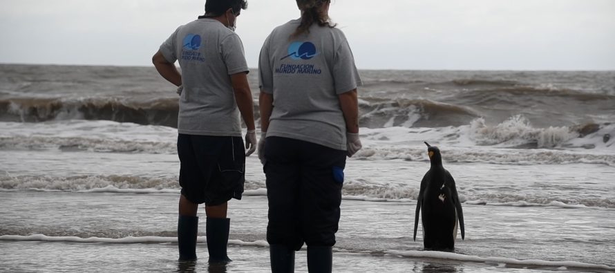 La historia de un pingüino rey que apareció en Pinamar y regresó al mar tras larga recuperación