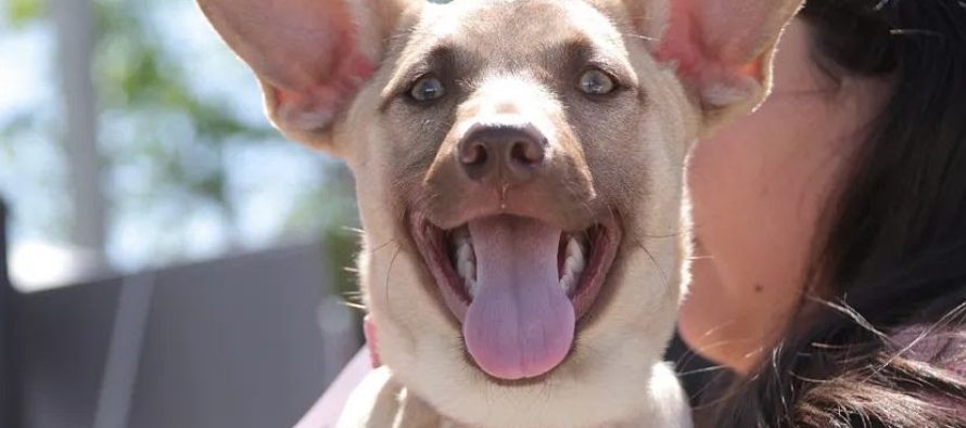 Morón celebra la Semana de los Animales con una campaña gratuita de vacunación antirrábica