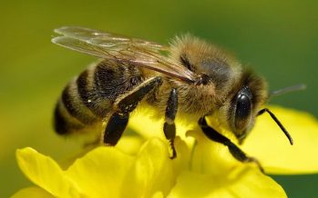 Desarrollan una herramienta biotecnológica para proteger las abejas