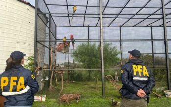 Rescataron de un zoológico clandestino a animales en cautiverio