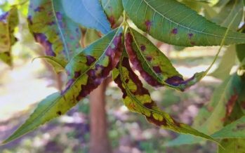 Desarrollan herramienta para cuantificar la mancha negra del pecán