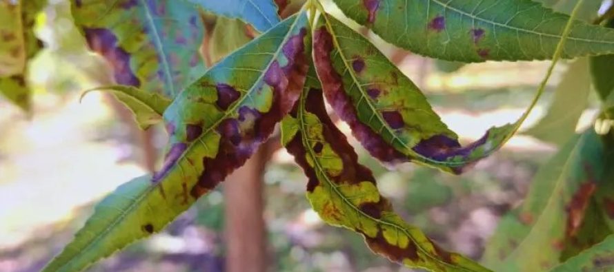 Desarrollan herramienta para cuantificar la mancha negra del pecán