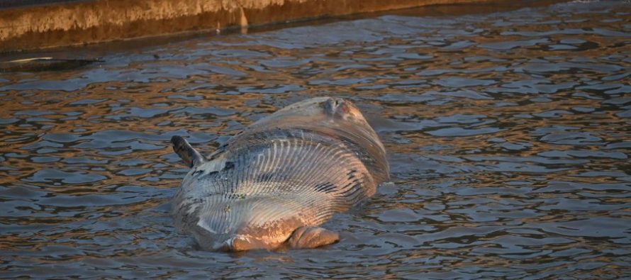 Apareció otra ballena muerta en el Río de la Plata y son dos en una semana