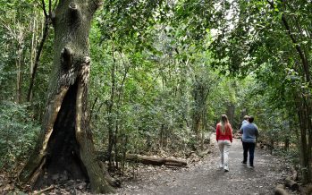 Morón celebró los 13 años de la Reserva Natural Urbana de Castelar