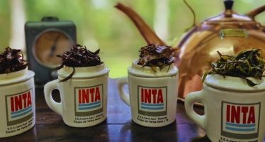 El té argentino obtuvo el sello de indicación geográfica