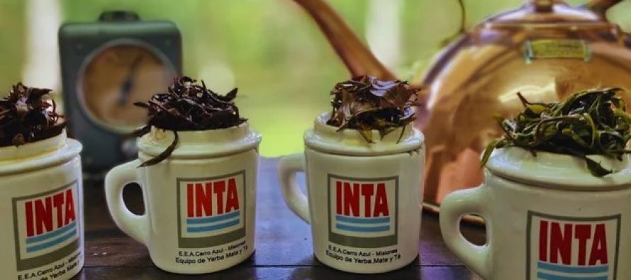 El té argentino obtuvo el sello de indicación geográfica