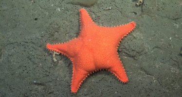 La expedición de científicos del CONICET en Mar del Plata permitió descubrir más de 40 nuevas especies