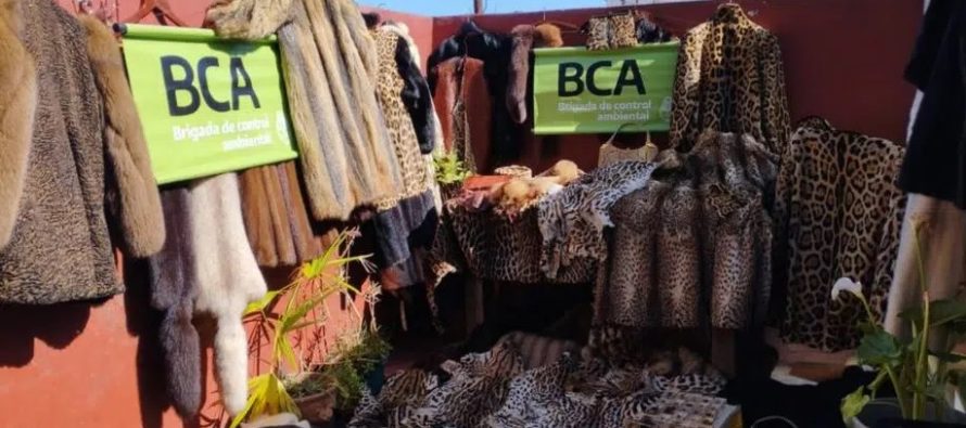 Villa Urquiza: secuestraron más de 200 prendas de pieles de animales exóticos y en peligro de extinción