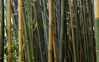 El bambú busca su lugar en el Delta bonaerense
