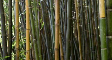El bambú busca su lugar en el Delta bonaerense