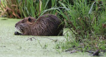 La Reserva Natural de Maschwitz suma biodiversidad con la llegada de coipos y comadrejas