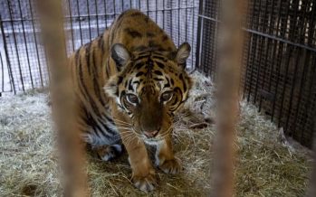 Flora, la tigresa que vivió un calvario en el ex Zoo de Luján y ahora será liberada en un santuario