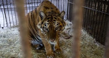 Flora, la tigresa que vivió un calvario en el ex Zoo de Luján y ahora será liberada en un santuario