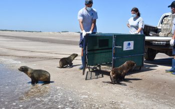 Tres lobos marinos regresaron al mar tras ser rehabilitados por la Fundación Mundo Marino