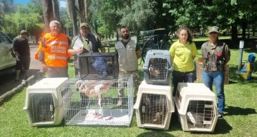 Más de 15 aves silvestres fueron rescatadas del tráfico ilegal en un predio turístico de Entre Ríos