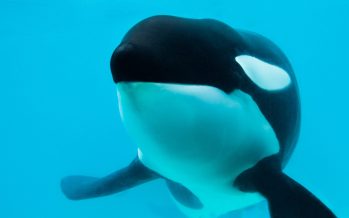 Murió Kshamenk, la orca que vivió en Mundo Marino durante 33 años