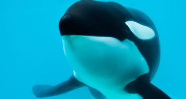 Murió Kshamenk, la orca que vivió en Mundo Marino durante 33 años