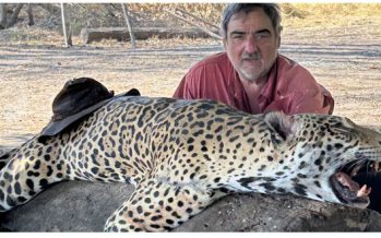 Justicia de Bolivia cierra caso Caza & Safari: no investigará más a empresa argentina que promovía la caza de jaguares