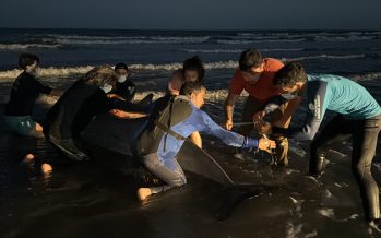 Una especie muy inusual de cetáceo movilizó un arriesgado operativo de rescate en San Clemente