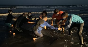 Una especie muy inusual de cetáceo movilizó un arriesgado operativo de rescate en San Clemente