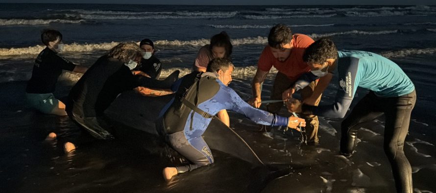 Una especie muy inusual de cetáceo movilizó un arriesgado operativo de rescate en San Clemente