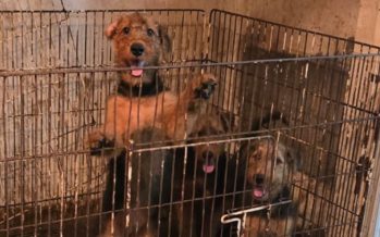 Rescatan 23 perros hacinados en una vivienda que funcionaba como criadero ilegal