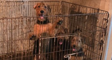 Rescatan 23 perros hacinados en una vivienda que funcionaba como criadero ilegal