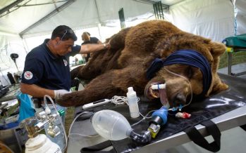 Cómo será el viaje de los primeros tres animales del ex zoo de Luján que serán trasladados a santuarios