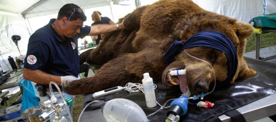 Cómo será el viaje de los primeros tres animales del ex zoo de Luján que serán trasladados a santuarios