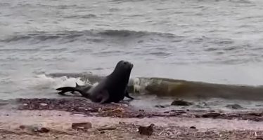 Apareció un lobo marino en la costanera de Vicente López