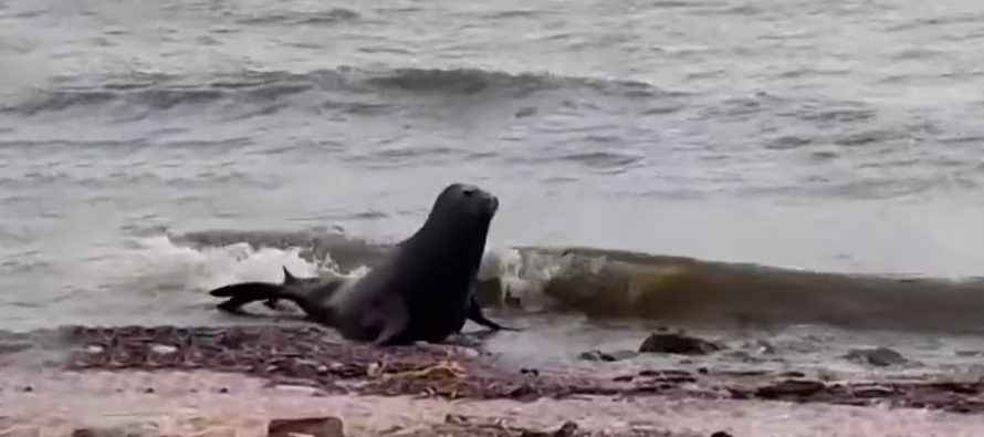 Apareció un lobo marino en la costanera de Vicente López