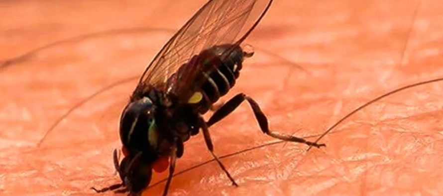 Barigüí, el insecto que muerde y se encuentra en regiones cercanas a ríos y arroyos del AMBA