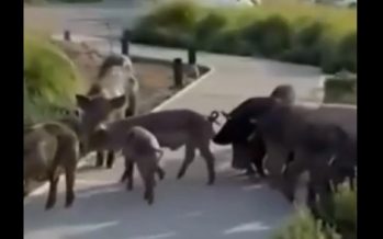Nordelta: primero los carpinchos, ahora los chanchos salvajes