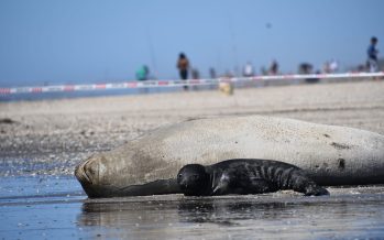 Turismo responsable: guía esencial para la convivencia con fauna marina este verano