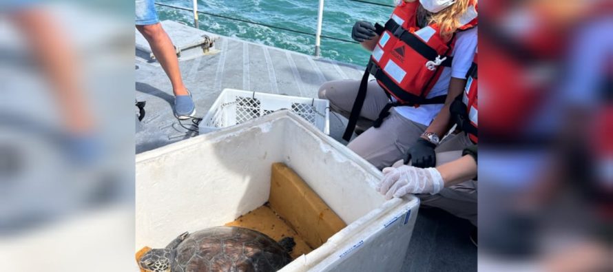 Regresó al mar una tortuga que fue rescatada en Quilmes