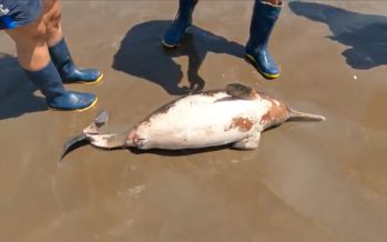 La desnutrición y la presión humana fueron las principales causas de asistencia de animales marinos