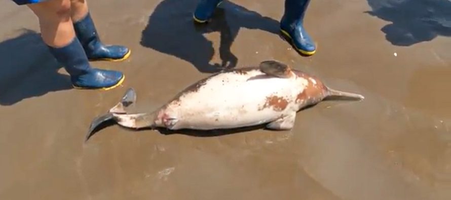 La desnutrición y la presión humana fueron las principales causas de asistencia de animales marinos