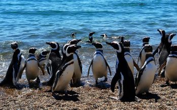 Temporada de Pingüinos 2026: lanzan convocatoria para voluntarios en el centro de rescate de Puerto Galván