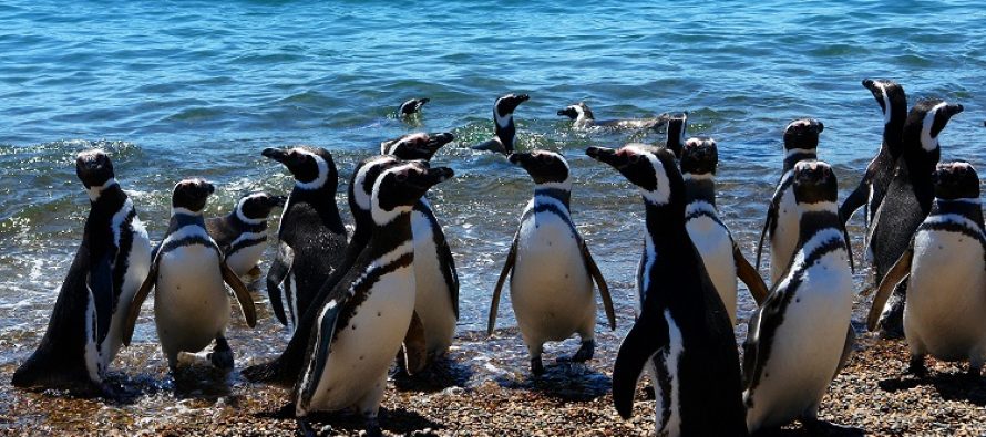 Temporada de Pingüinos 2026: lanzan convocatoria para voluntarios en el centro de rescate de Puerto Galván