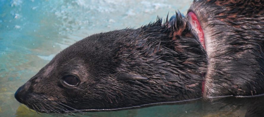 Lobo marino regresó al mar tras recuperarse de una profunda herida en el cuello