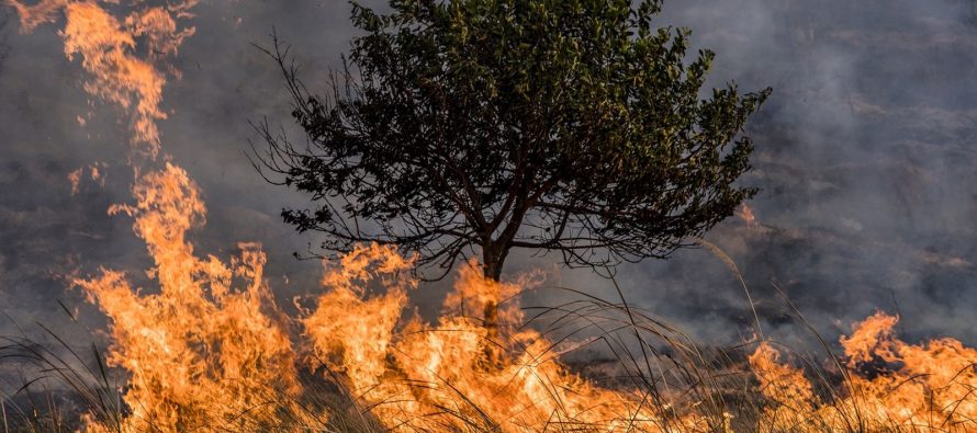 La Provincia vuelve a tener niveles de peligro extremos por incendios forestales