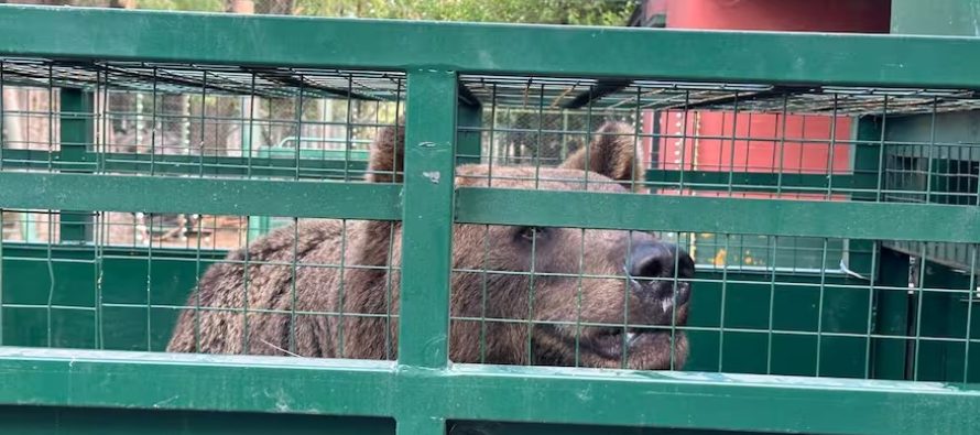 Trasladan a los animales que se encontraban en el ex zoológico de Luján