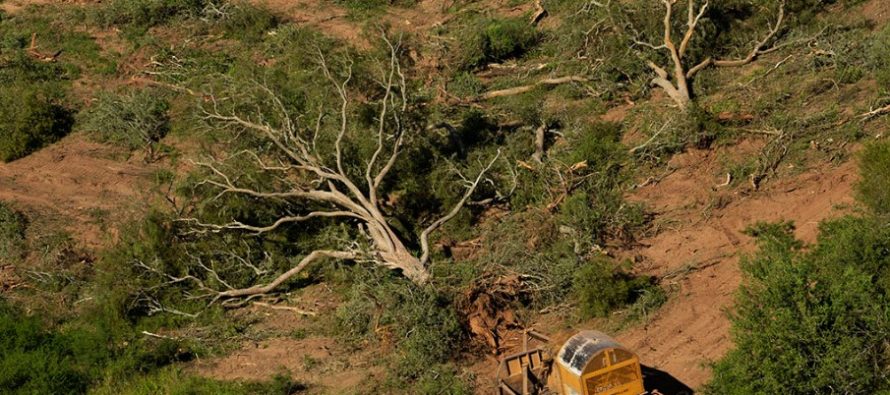 El norte también pierde sus bosques